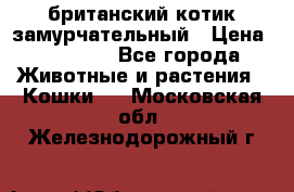 британский котик замурчательный › Цена ­ 12 000 - Все города Животные и растения » Кошки   . Московская обл.,Железнодорожный г.